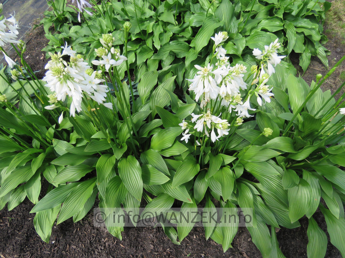 Hosta rectifolia Alba 03 Blueten.JPG